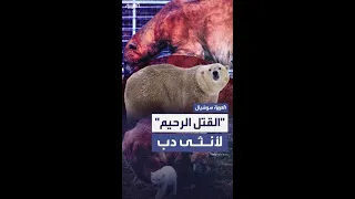 إخضاع أكبر أنثى دب عمرا بالمملكة المتحدة لـ القتل الرحيم 