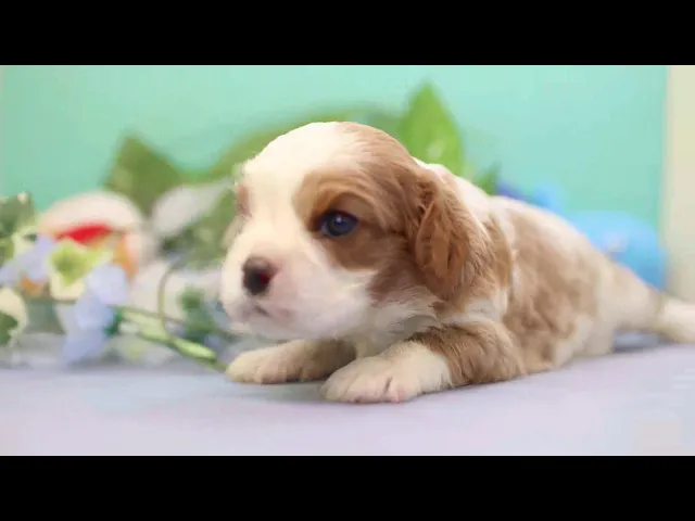 動画