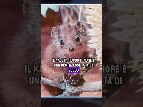 Il più perverso degli animali