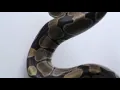 Big Snake coil
