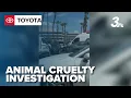 35 dogs seized from Las Vegas business after alleged animal cruelty