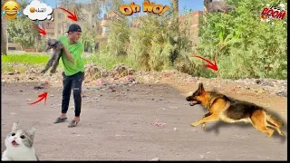 لما اخوك الصغير يلاقي قطه في الشارع والكلاب يجري ورا عمر نصر 