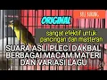 Download Lagu Masteran dan pancingan suara asli pleci dakun bali,banyak variasi tembakan dan lagu