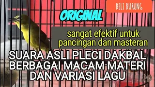 Download Masteran dan pancingan suara asli pleci dakun bali,banyak variasi tembakan dan lagu MP3