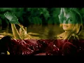 Download Lagu Adele - I Drink Wine (reggae version by Reggaesta)