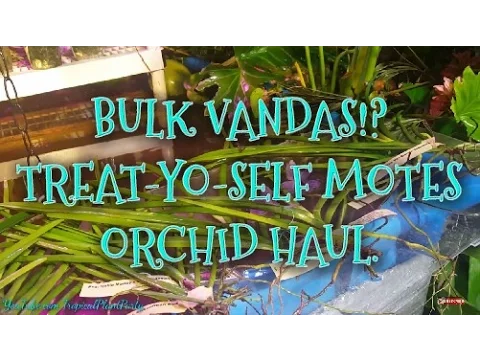 BULK ORCHID HAUL FROM MOTES! /QUARTER TERETE VANDA ORCHIDS