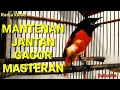 Download Lagu BURUNG MANTENAN GACOR, UNTUK MASTERAN