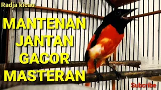 burung mantenan gacor untuk masteran