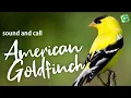 Download Lagu Suara Panggilan dan Nyanyian Burung Goldfinch Amerika
