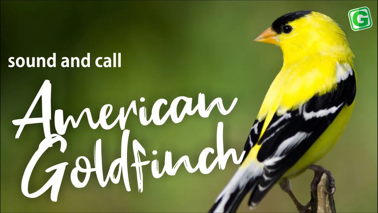 American Goldfinch Song Sound Call And Singing American Goldfinch Song Sound Call And Singing