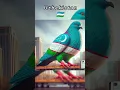 Download Lagu Best animals edit for muslims country #animals #youtubeshorts #shorts