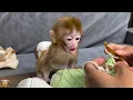 Download Lagu Baby monkey is excited when the nanny makes her a lovely gift