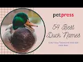 63 Best Duck Names - Best Way To Name Your Cute Pet Duck