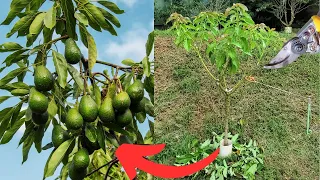 Poda de Formação do Pé de Abacate Sem Essa Poda Não tem Abacate