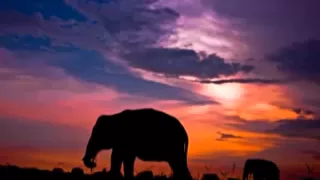 lestari alamku gombloh