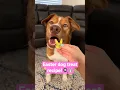 Easter dog treats egg bites