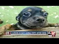 Denis Phillips finds his forever home