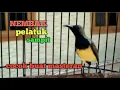 Download Lagu burung sogok ontong nembak pelatuk sampit, sogok lain yg mendengar auto nembak
