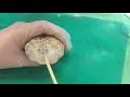 Sheep Brain Coronal Cut Review