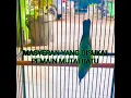 Download Lagu Masteran burung beset ngerol