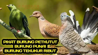 Download suara pikat burung perkutut punai tekukur hitungan detik nyamperin MP3