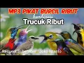 Download Lagu MP3/ SUARA PIKAT Semua Jenis Burung Kecil Durasi Panjang