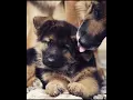 Mama’s love #GermanShepherd