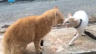 kucing berantem meong meong kucing oren bar bar