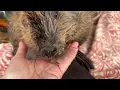 Beaver whiskers