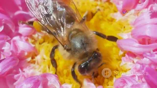 The Buzzing Life of a Honey Bees