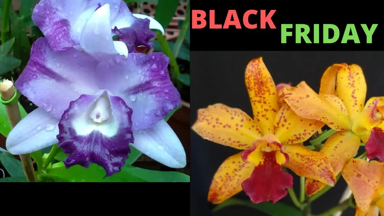 KIT BLACK FRIDAY! ORQUÍDEA AZUL VERDADEIRA + AMARELA COM PINTAS VERMELHAS!
