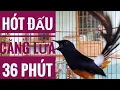 Download Lagu Chòe lửa hót đấu, đập chạy liên tục 36 phút❣ white rumped shama ❣ murai batu ❣ บินหลาดง ❣
