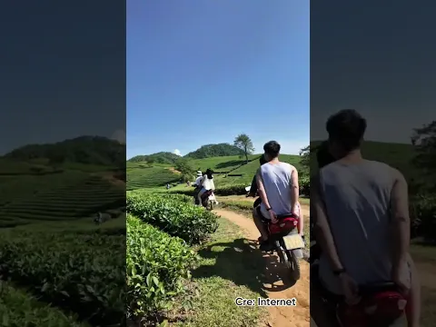 Вы когда-нибудь видели «море облаков над чайными холмами»? 🌿☁️ Приезжайте на чайные холмы Лонг Кок!