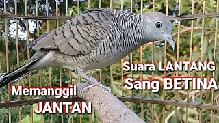 Download Perkutut BETINA gacor memanggil JANTAN langsung Nyaut || The FEMALE turtle dove diligently sings MP3