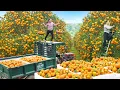 Download Lagu Harvesting 1000 Oranges, Use Truck To Transport Goes To Market Sell - Farm Life