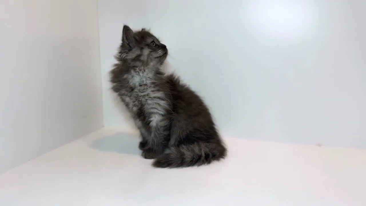 動画