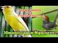 Download Lagu MASTERAN KENARI PANJANG VS PRENJAK TERRRRR PANJANGGG