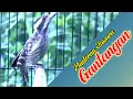 Download Lagu Masteran Pelatuk sampit beras super jernih panjang panjang