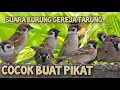 Download Lagu SUARA PIKAT BURUNG GEREJA RIBUT