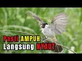 Lagu Suara Burung Kutilang Gacor Garuda JOSS Untuk Masteran Dan Pikat Langsung Nyaut
