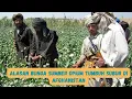 Lagu Alasan Bunga Sumber Opium Tumbuh Subur di Afganistan