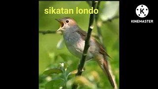 Download 3 detik burung langsung nyaut ,Mp3 Sikatan londo full tembakan MP3