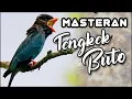 Lagu TENGKEK BUTO GACOR AUDIO SUARA JERNIH || MASTERAN TENGKEK BUTO