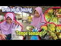 Download Lagu SAYUR MAHAL DI TINGGAL PEDAGANG⁉️ HARGA BROKOLI 25 K PER KG