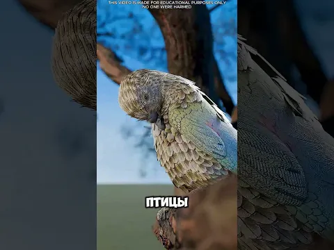 🐦😱 Птица придумала невероятный способ восстановить клюв — и стала лидером стаи!  #short