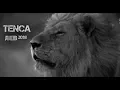 Download Lagu TENCA - Лев [VIDEO]