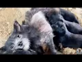 Download Lagu A mother dog eating trash led us to her starving puppies hidden away 💔🐾