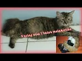 Download Lagu KUCING MOCHA MELAHIRKAN DI USIA MUDA / 5 KITTEN DI KEHAMILAN PERTAMA
