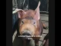 IgwePeter-l1p history of Duroc