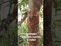 Serangga bersuara nyaring di hutan membuat suasana menjadi tenang #tonggeret #shorts